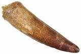 Fossil Spinosaurus Tooth - Real Dinosaur Tooth #372921-1